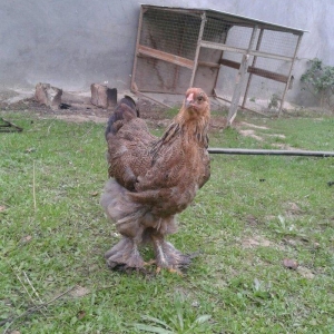 brama dark beceler satiram 3 ve 4 ayliqdilar.gold fere de var