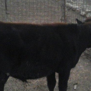 yerli cins 2-ci qarına boğazdı yanvarın axır