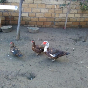 Ukraynadan gələn şkalat rəngli ətlik  həmdə damazlıq lal ördəklər var