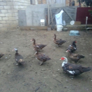 Ukraynadan gələn şkalat rəngli ətlik  həmdə damazlıq lal ördəklər var