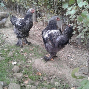 dark brama beceler satiram .3ayliq ve 4 ayliq.qold fere de var