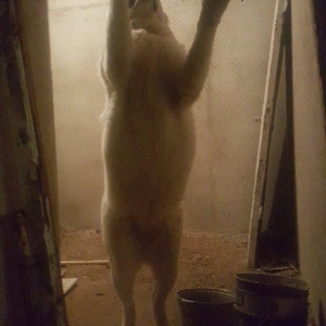 Alabay
 1 yasi var disidi bala vermiyib helem  cox gozel itdi 
baxmaq