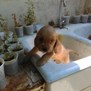 Kokers spaniel  qurt dermanlari verilib, heleki erkek diwi var bron et