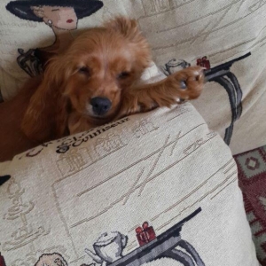 Tam oxuyun melumat tam alintemiz american iti bala gold koker