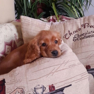 Tam oxuyun melumat tam alintemiz american iti bala gold koker