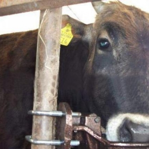 Heyvan su qablari ( 2. 5 litrlik  ) 34 aznavtomatik heyvan su