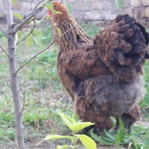 Brama gold ailesi satilir 3 fere 1 xoruz 250 azn