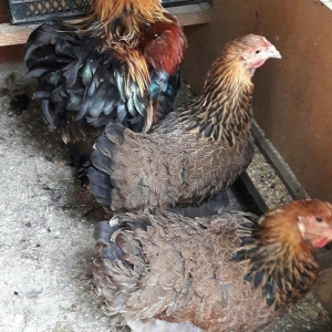 Brama gold ailesi satilir 3 fere 1 xoruz 250 azn