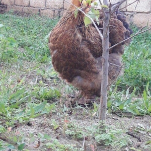 Brama gold ailesi satilir 3 fere 1 xoruz 250 azn