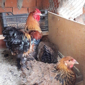 Brama gold ailesi satilir 3 fere 1 xoruz 250 azn