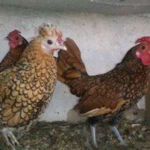 7ayliq  qizili zibrit xoruzlari, barter mumkundur, 1ed-1ed gumuwunun