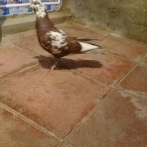 2 maya 2 xoruz hamsı 20 azn tek satilmir