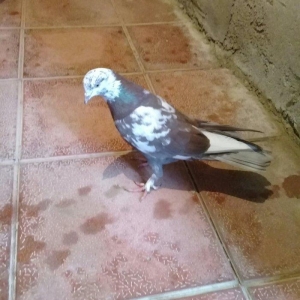 2 maya 2 xoruz hamsı 20 azn tek satilmir