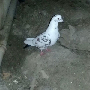 2 maya 2 xoruz hamsı 20 azn tek satilmir