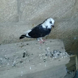 2 maya 2 xoruz hamsı 20 azn tek satilmir