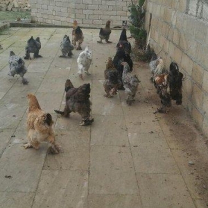 Brama 14 eded 4erkey 10 disi hamsi oxuyur yumurtda