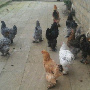 Brama 14 eded 4erkey 10 disi hamsi oxuyur yumurtdayacaqlar Barterde mu