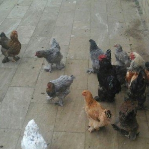 Brama 14 eded 4erkey 10 disi hamsi oxuyur yumurtdayacaqlar Barterde mu