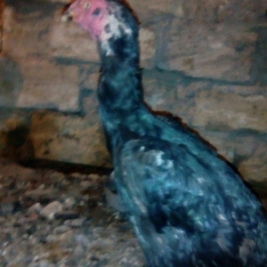 Heyrati fere. Cox yaxwi feredi boyuda yaxwidi. Ela cinsdi. Qara yawil