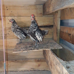 Saqlam heyvanlardi qiymetler 10 20 30 azenedi iril