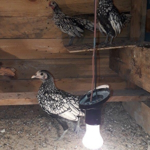 Saqlam heyvanlardi qiymetler 10 20 30 azenedi irili xirdalidi cemi 10