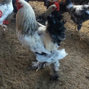 Esl damazlig 9 aylig brama xoruzu. Oriqinaldi. Barterde olar baxir ney