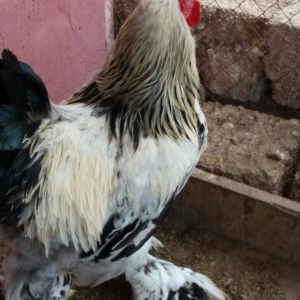 8 aylig brama xoruzu. Saglam esl damazligdi. Vatsap aktivdi. Barterde