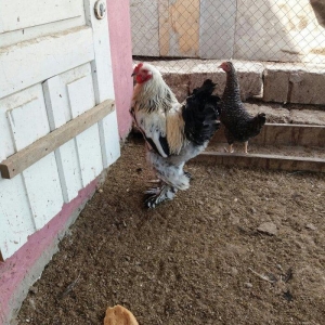 8 aylig brama xoruzu. Saglam esl damazligdi. Vatsap aktivdi. Barterde