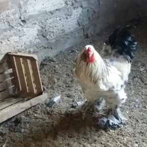 Esl damazlig 9 aylig brama xoruzu. Saglamdi. Barte