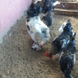 Esl damazlig 9 aylig brama xoruzu. Saglamdi. Barterde olar baxir neyne