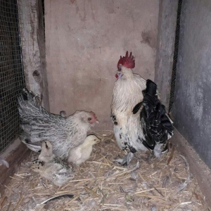 yaponka xoruz toyuq 4 de bala asagi yeride var rea