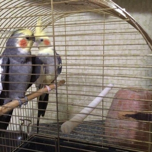 Korella Hazir Cut, yumurta qoymaga tam hazir quwlardi. Tam saglam,