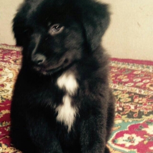 Coban iti. 1 ay yarimdi qaradi 50 qurd derman verilib