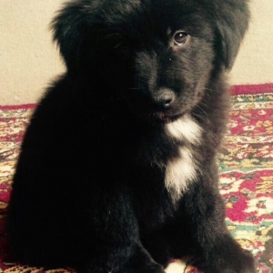 Coban iti. 1 ay yarimdi qaradi 50 qurd derman verilib