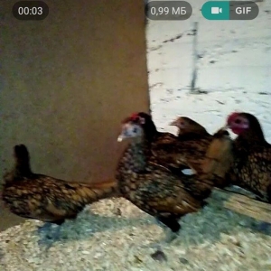 sibrayt qizli gumsu 5. 6 ayliqdlar xorzda var  far