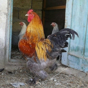 . MINI FERMA ....  ...BRAMA Toyuhlari və Xoruzdar