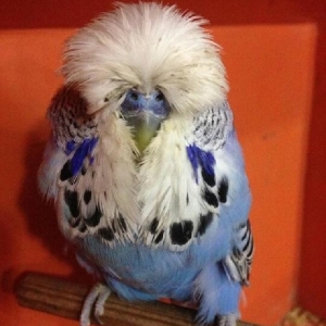 vistifka papuqay aliram bala ve cavan cutde olar aliram saxlam qus ols