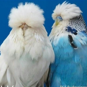 vistifka papuqay aliram bala ve cavan cutde olar aliram saxlam qus ols