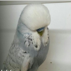 vistifka papuqay aliram bala ve cavan cutde olar aliram saxlam qus ols