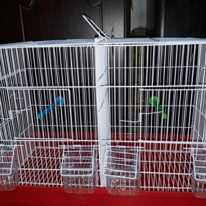 Quslarcun ortadan iki hisseye bolunen ayri ayriliq