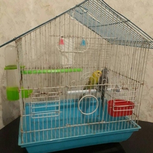 Iri qefes qariwiq erkek  ve diwi tam saglam  papuq