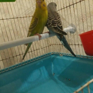 Iri qefes qariwiq erkek  ve diwi tam saglam  papuqaylar satilir. Qiyme