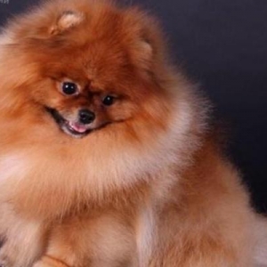 Pomeranian shpic-750$dan başlayan qiymətlərlə... Bütün sənədləriylə bi