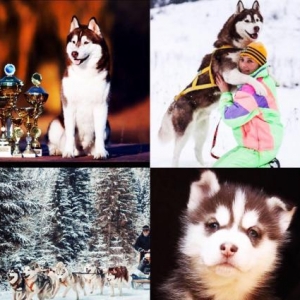 Sifarişlə Xaski balaları başlayan q. 7-10 gün ərzində Ukraynad