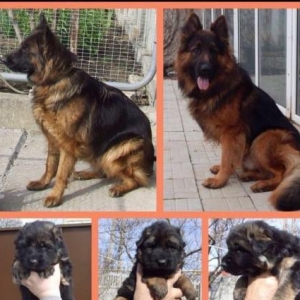 Şəkildəki nemeçski avçarkalar ata ana və balalardır. bala itlərin Ukra