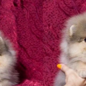 Pomeranian Shpic. Bütün sənədləri ilə..