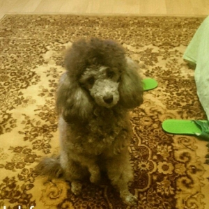 ПУДЕЛЬ, САМЕЦ, ТРИ ГОДА, ВСЕ ПРИВИВКИ СДЕЛАНЫ. ИЩЕМ ПАРУ ДЛЯ СКРЕЩИВАН