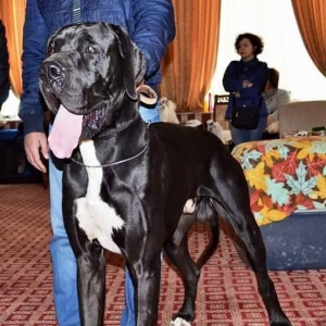 В Баку!!!Щенки немецкого дога,на мести можно увидить мать и отца,цены