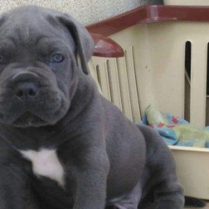 Her nev it satışı,Bakıda ve zakaza mumkundi.Her cinsin öz giymeti var