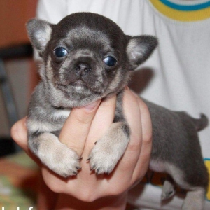 Her nev it satışı,Bakıda ve zakaza mumkundi.Her cinsin öz giymeti var